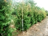Black Cedars